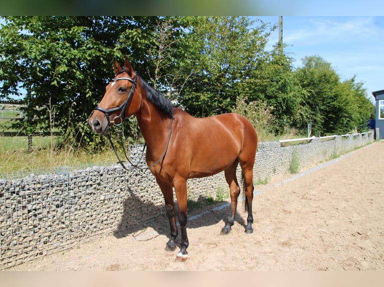 Caballo de deporte alemán Yegua 7 años 164 cm Castaño in Leutershausen