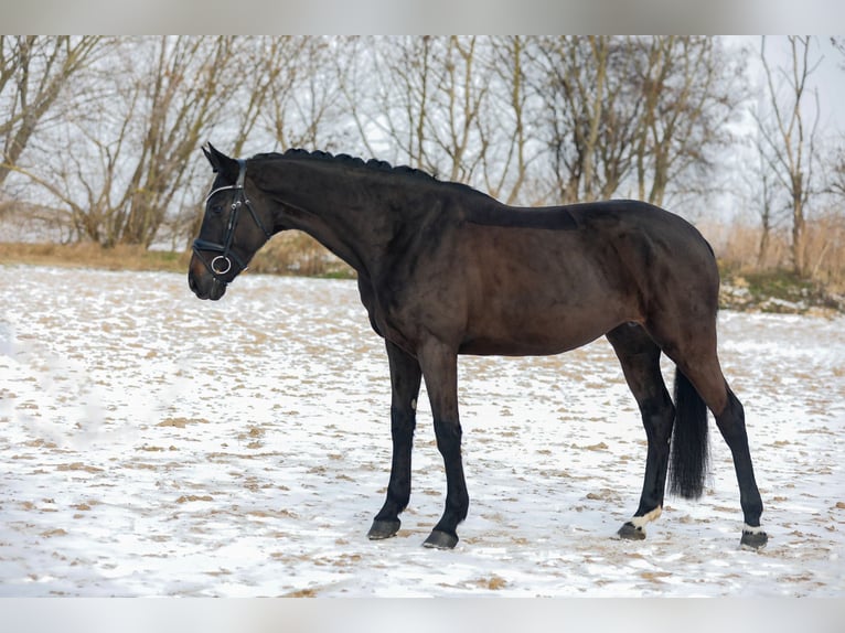 Caballo de deporte alemán Yegua 7 años 164 cm Castaño oscuro in Salzatal
