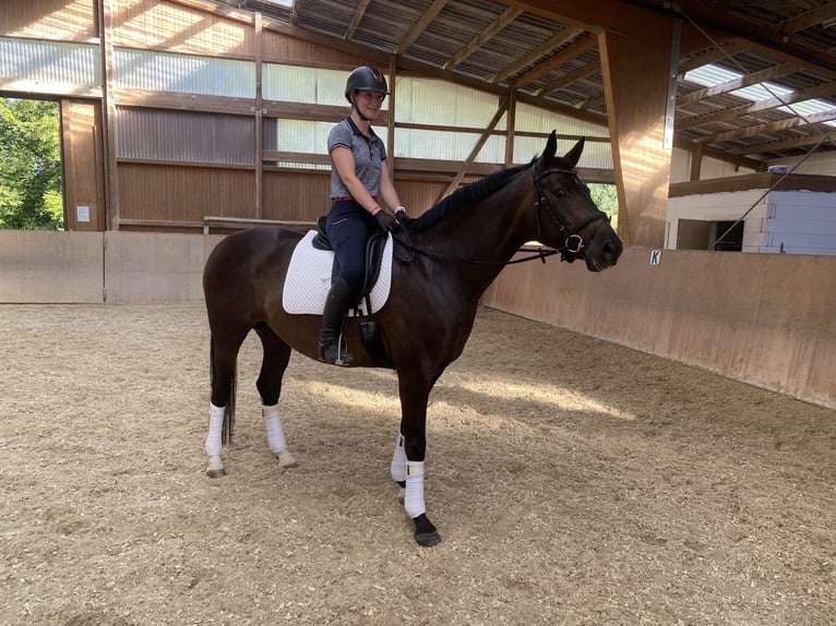 Caballo de deporte alemán Yegua 7 años 164 cm Castaño oscuro in Wutöschingen