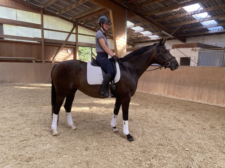 Caballo de deporte alemán Yegua 7 años 164 cm Castaño oscuro in Wutöschingen