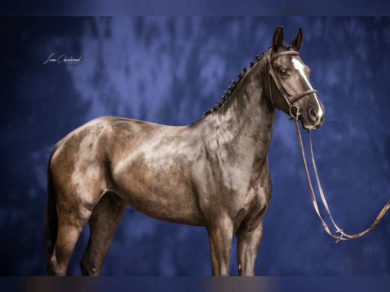 Caballo de deporte alemán Yegua 7 años 164 cm Negro in Mengen