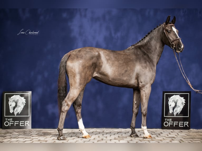 Caballo de deporte alemán Yegua 7 años 164 cm Negro in Mengen