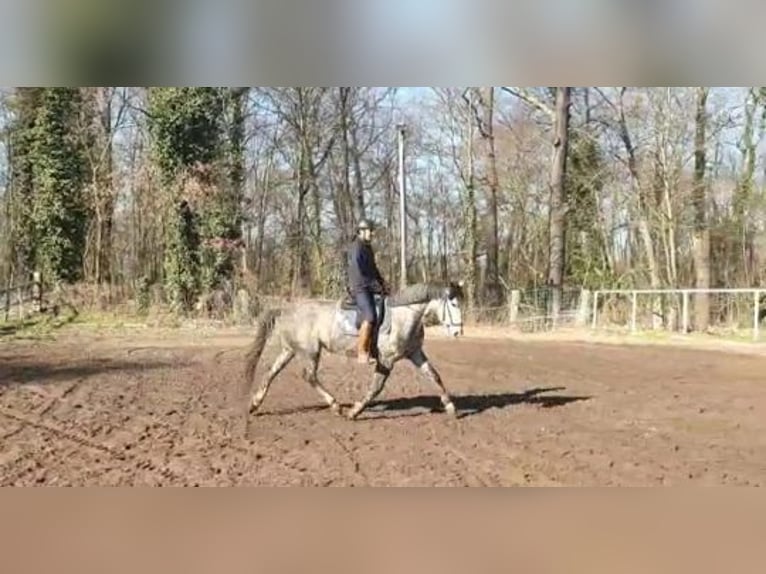 Caballo de deporte alemán Yegua 7 años 164 cm Tordo in Potsdam