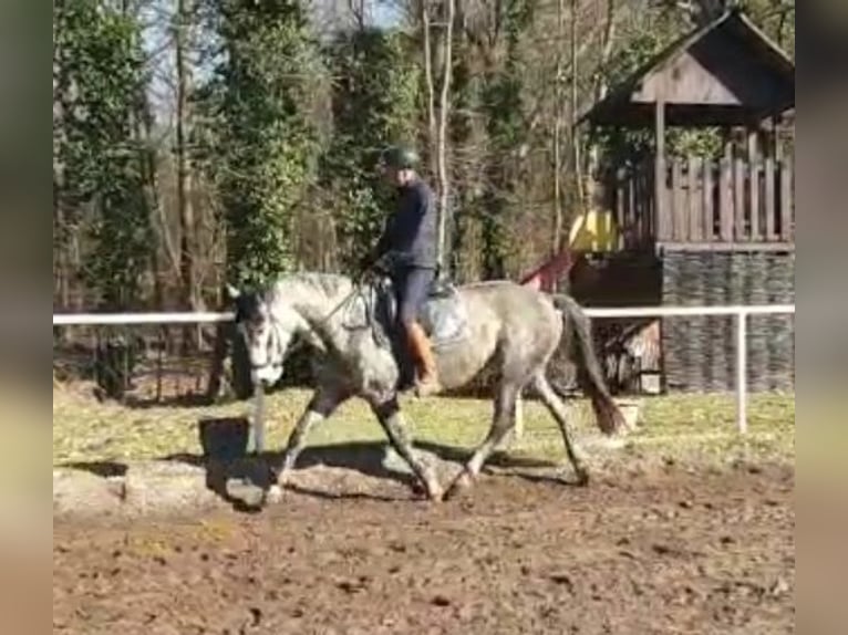 Caballo de deporte alemán Yegua 7 años 164 cm Tordo in Potsdam