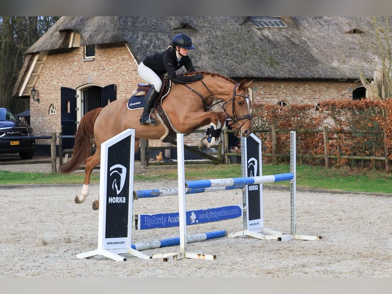 Caballo de deporte alemán Yegua 7 años 165 cm Alazán in Wierden
