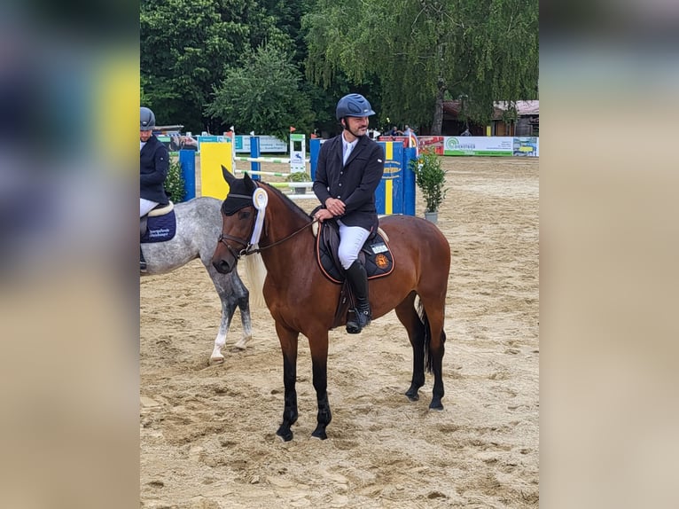 Caballo de deporte alemán Yegua 7 años 165 cm Castaño in R&#xF6;hrmoos