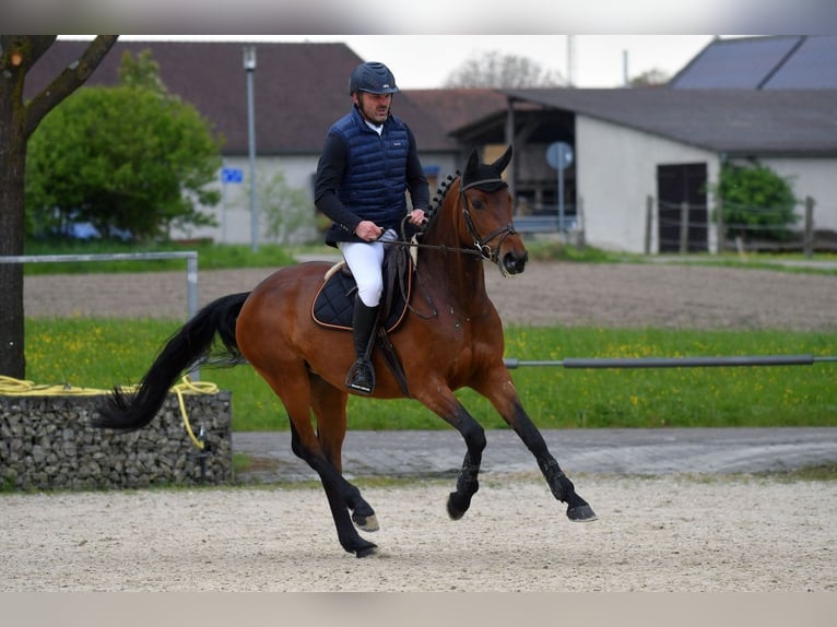 Caballo de deporte alemán Yegua 7 años 165 cm Castaño in R&#xF6;hrmoos