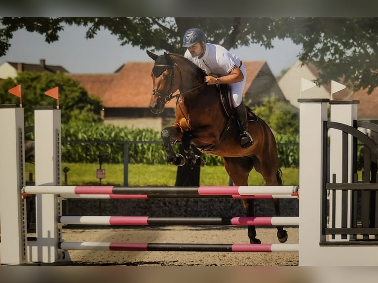 Caballo de deporte alemán Yegua 7 años 165 cm Castaño in R&#xF6;hrmoos