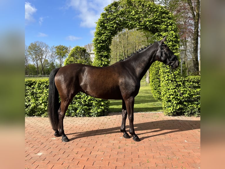 Caballo de deporte alemán Yegua 7 años 165 cm Negro in Friesoythe