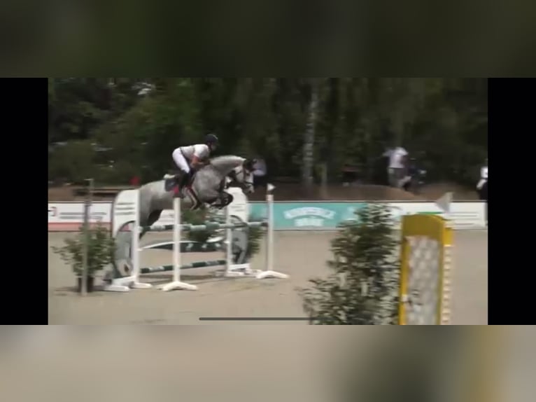 Caballo de deporte alemán Yegua 7 años 165 cm Tordo rodado in Mannheim