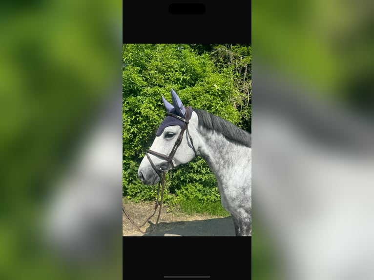 Caballo de deporte alemán Yegua 7 años 165 cm Tordo rodado in Dortmund