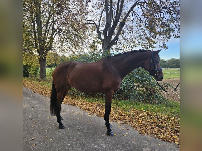Caballo de deporte alemán Yegua 7 años 166 cm Castaño in Prussendorf/ Z&#xF6;rbig