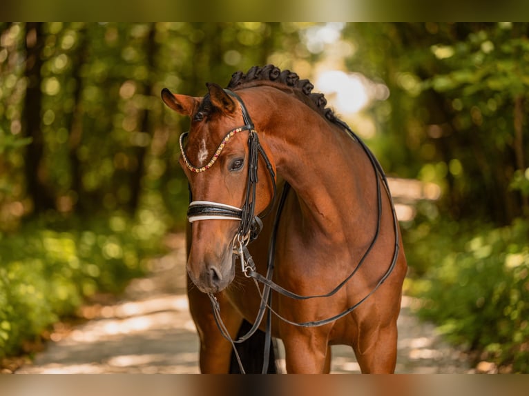 Caballo de deporte alemán Yegua 7 años 166 cm Castaño in Wehringen