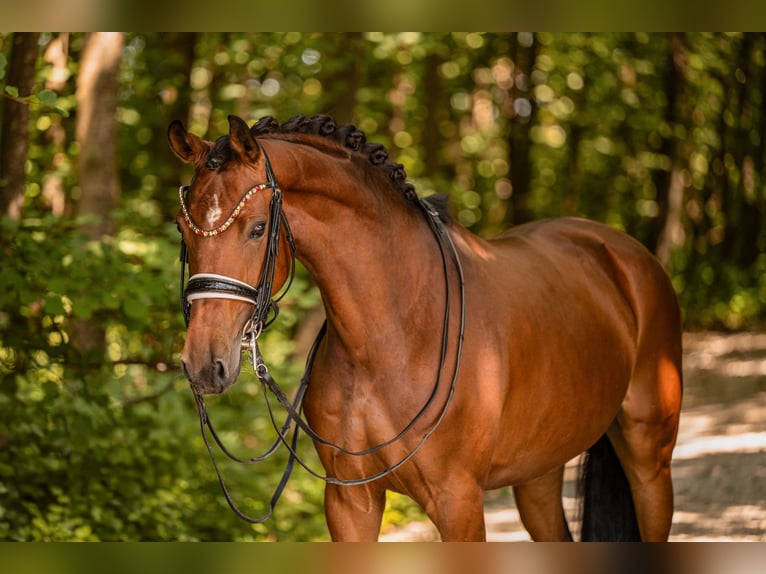Caballo de deporte alemán Yegua 7 años 166 cm Castaño in Wehringen