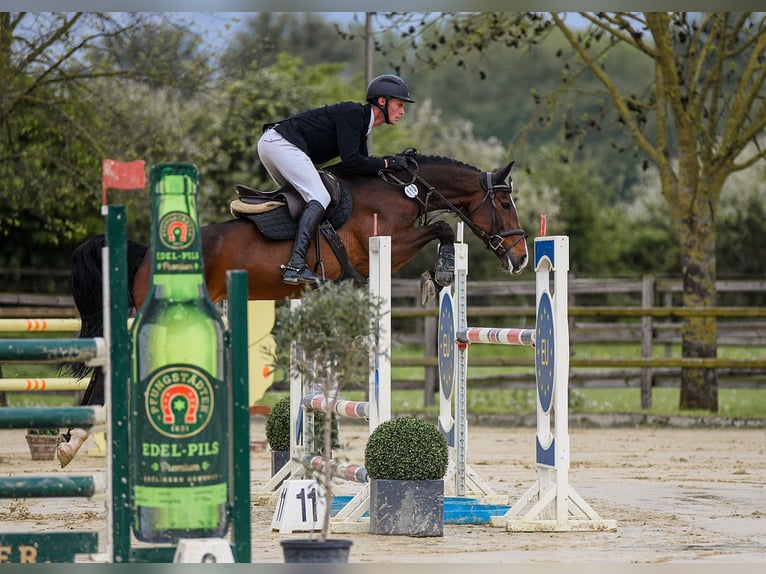 Caballo de deporte alemán Yegua 7 años 166 cm Castaño in Riedstadt