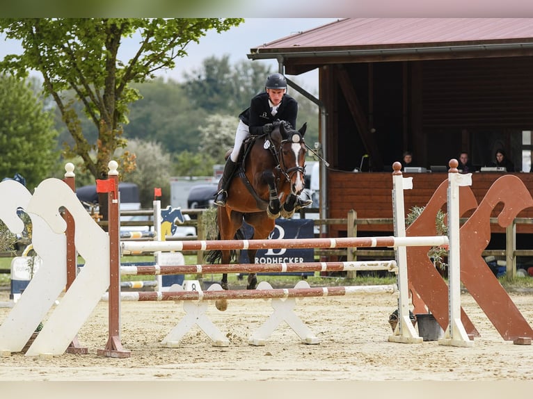 Caballo de deporte alemán Yegua 7 años 166 cm Castaño in Riedstadt