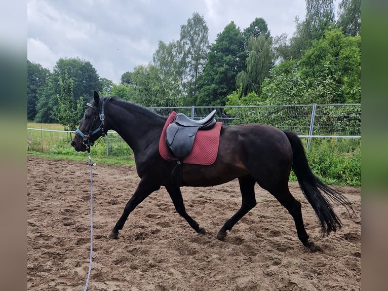 Caballo de deporte alemán Yegua 7 años 166 cm Morcillo in Kummersdorf