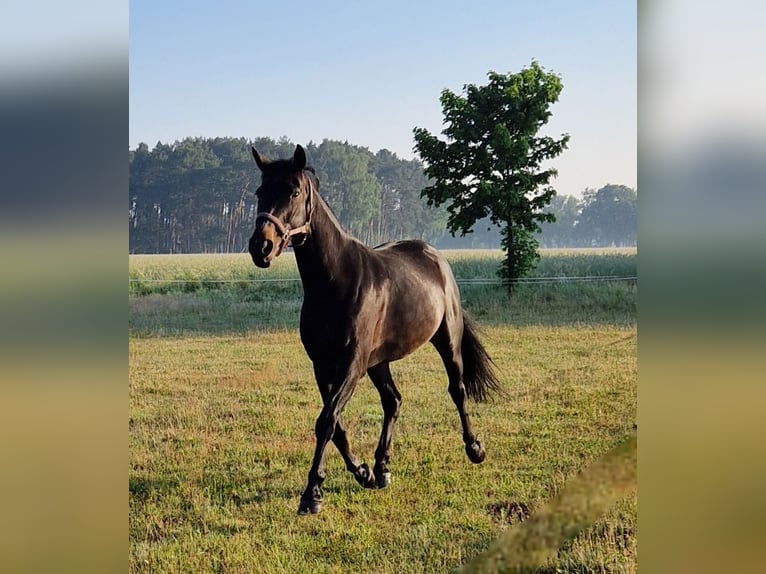 Caballo de deporte alemán Yegua 7 años 166 cm Morcillo in Kummersdorf