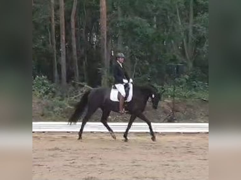 Caballo de deporte alemán Yegua 7 años 166 cm Negro in Potsdam