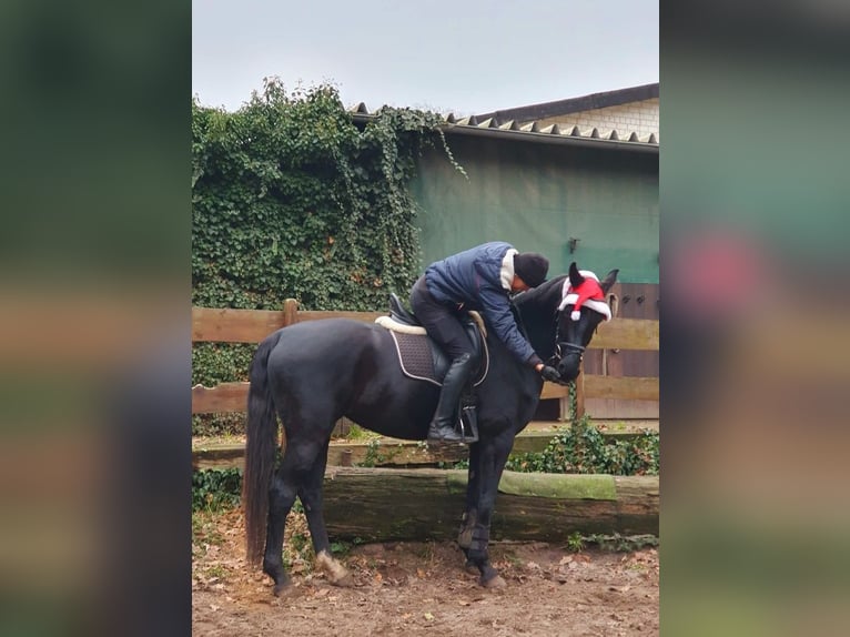 Caballo de deporte alemán Yegua 7 años 166 cm Negro in Potsdam