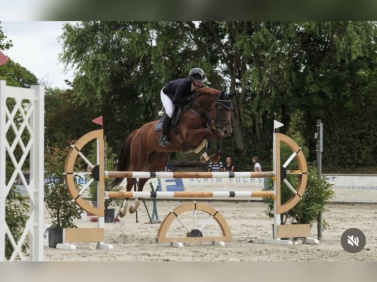 Caballo de deporte alemán Yegua 7 años 167 cm Alazán in Viernheim