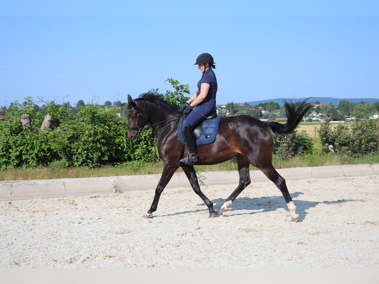 Caballo de deporte alemán Yegua 7 años 167 cm Castaño in Hornstein
