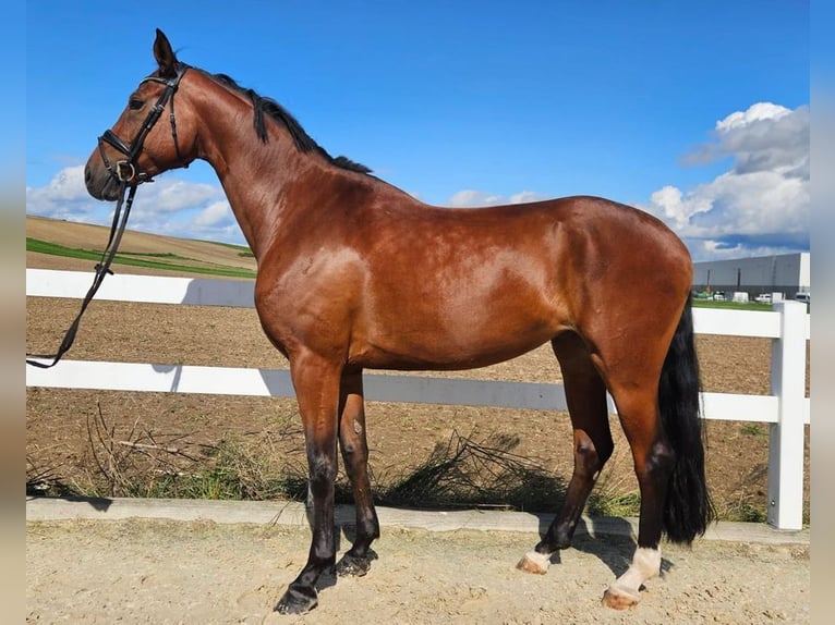 Caballo de deporte alemán Yegua 7 años 167 cm Castaño in Allershausen