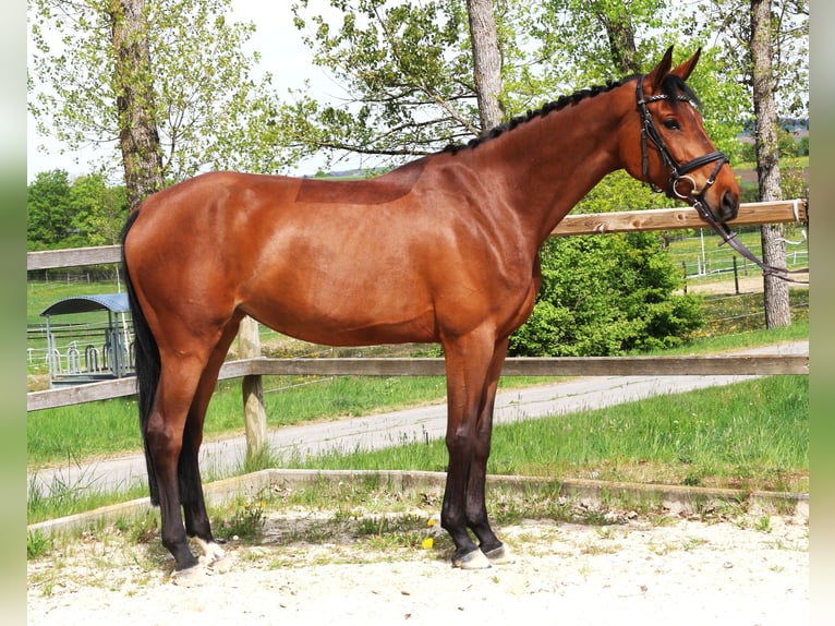 Caballo de deporte alemán Yegua 7 años 167 cm Castaño in Bad Dürrheim