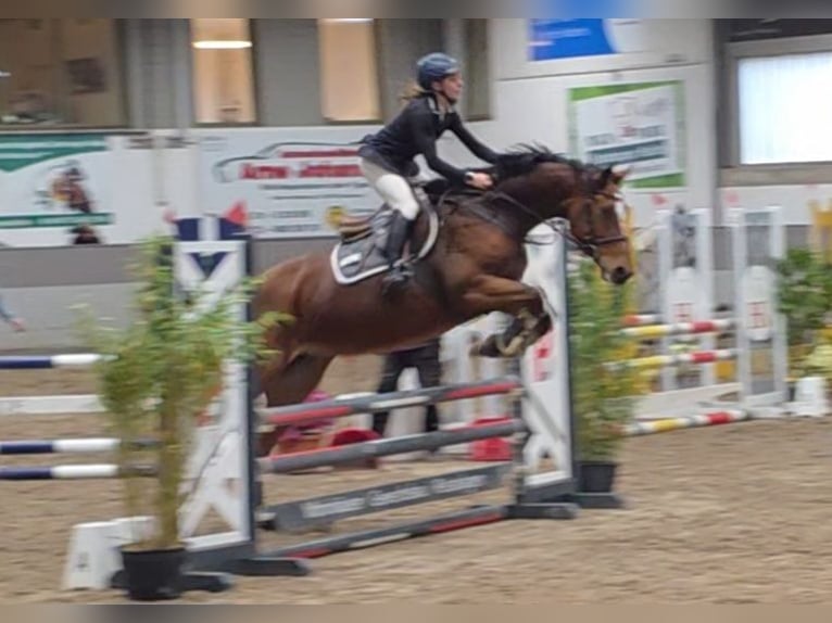 Caballo de deporte alemán Yegua 7 años 167 cm Castaño in Braunschweig