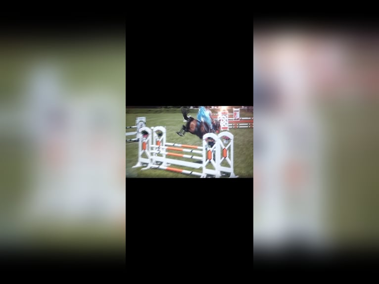 Caballo de deporte alemán Yegua 7 años 167 cm Castaño in Atzendorf
