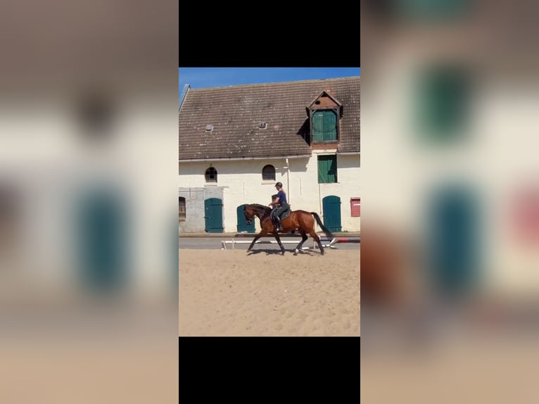 Caballo de deporte alemán Yegua 7 años 167 cm Castaño in Atzendorf