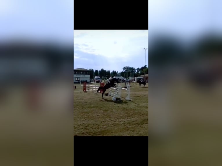 Caballo de deporte alemán Yegua 7 años 167 cm Castaño in Atzendorf
