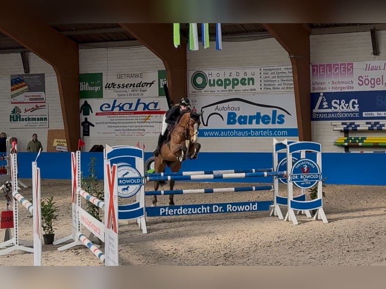 Caballo de deporte alemán Yegua 7 años 167 cm Castaño in Varel