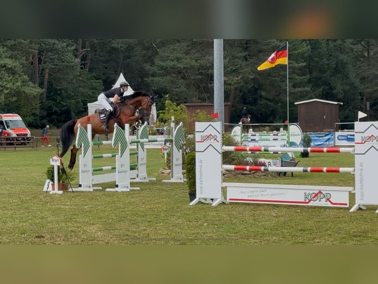 Caballo de deporte alemán Yegua 7 años 167 cm Castaño in Varel