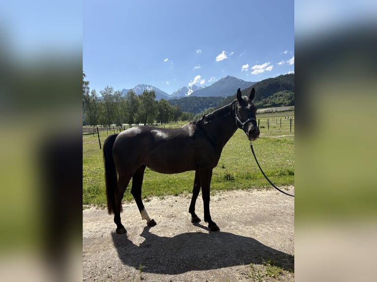 Caballo de deporte alemán Yegua 7 años 167 cm Morcillo in Unterperfuss