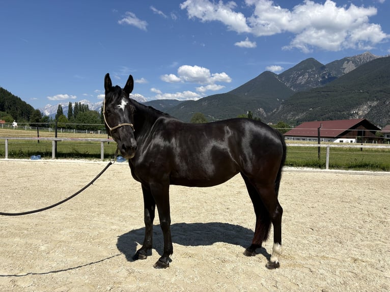 Caballo de deporte alemán Yegua 7 años 167 cm Morcillo in Unterperfuss