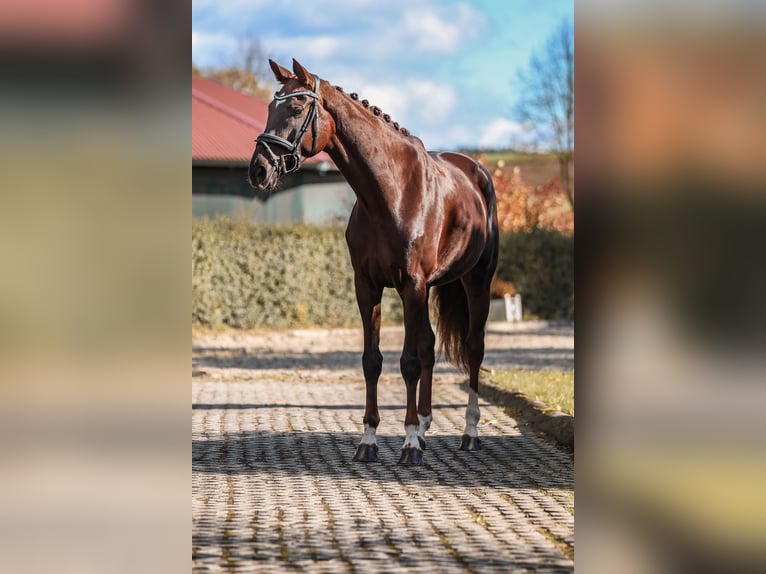 Caballo de deporte alemán Yegua 7 años 168 cm Alazán-tostado in Bodenkirchen