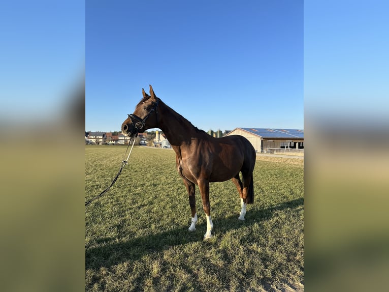 Caballo de deporte alemán Yegua 7 años 168 cm Alazán-tostado in Wilhermsdorf