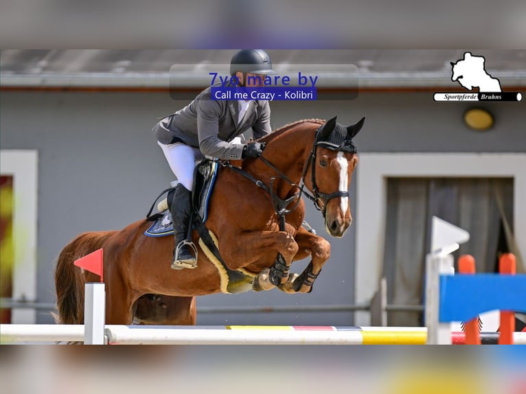 Caballo de deporte alemán Yegua 7 años 168 cm Alazán-tostado in Gadow