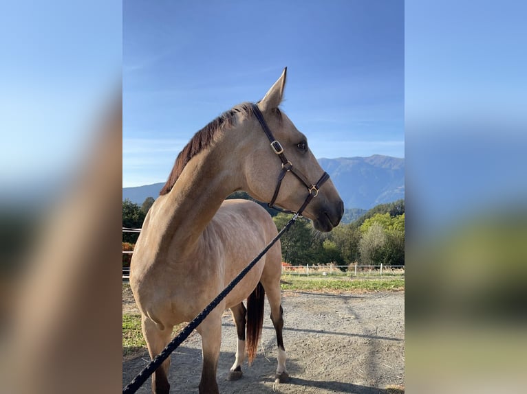 Caballo de deporte alemán Yegua 7 años 168 cm Buckskin/Bayo in Karnabrunn