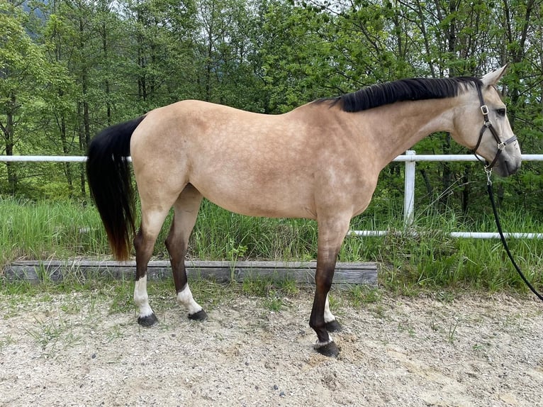 Caballo de deporte alemán Yegua 7 años 168 cm Buckskin/Bayo in Karnabrunn