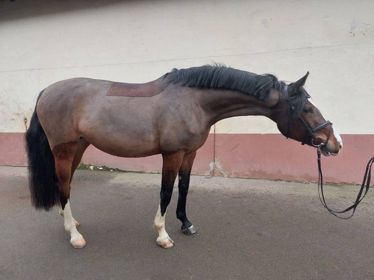 Caballo de deporte alemán Yegua 7 años 168 cm in Käshofen