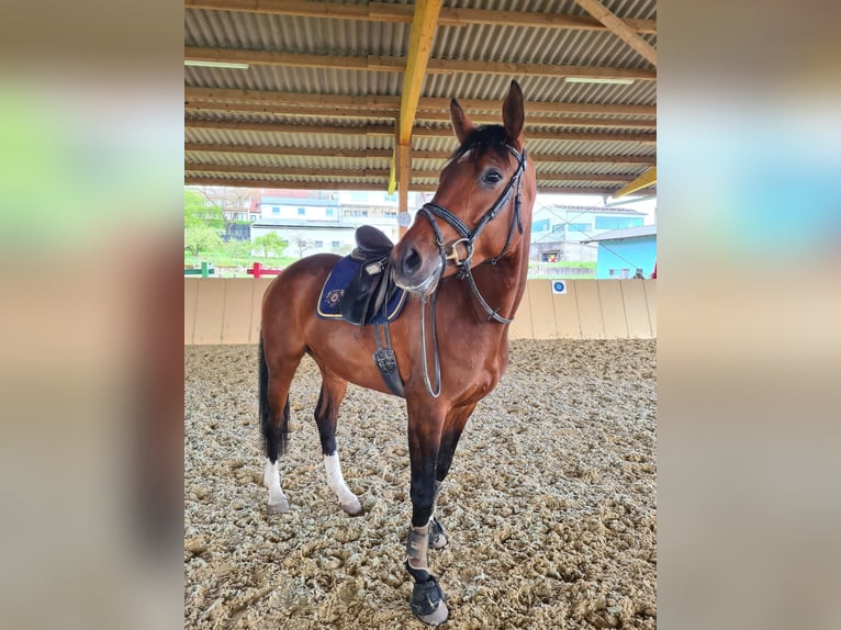 Caballo de deporte alemán Yegua 7 años 168 cm Castaño in Großrinderfeld