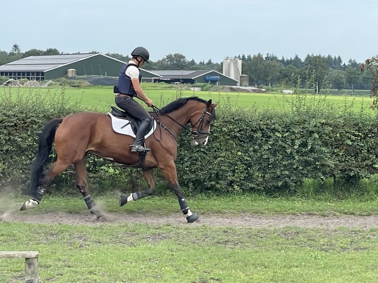 Caballo de deporte alemán Yegua 7 años 168 cm Castaño in Mühlacker