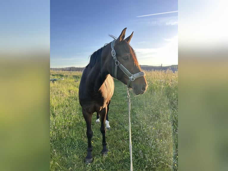 Caballo de deporte alemán Yegua 7 años 168 cm Castaño in Osburg