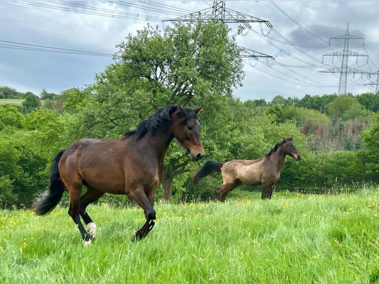 Caballo de deporte alemán Yegua 7 años 168 cm Castaño in Osburg