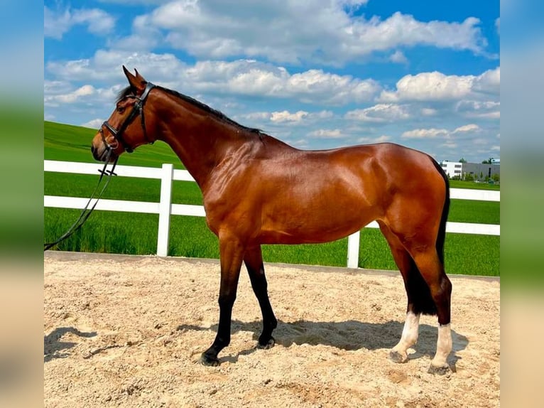Caballo de deporte alemán Yegua 7 años 168 cm Castaño in Allershausen