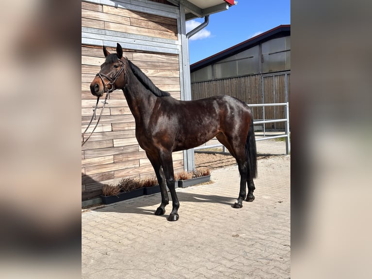 Caballo de deporte alemán Yegua 7 años 168 cm Castaño in Leipzig