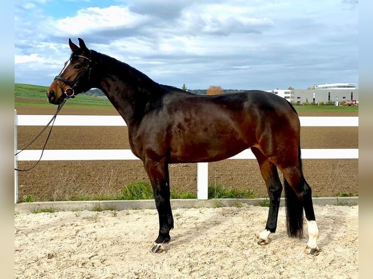 Caballo de deporte alemán Yegua 7 años 168 cm Castaño oscuro in Allershausen