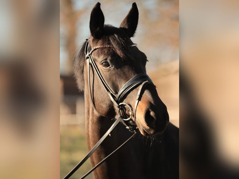 Caballo de deporte alemán Yegua 7 años 168 cm Castaño oscuro in Gro&#xDF;beeren